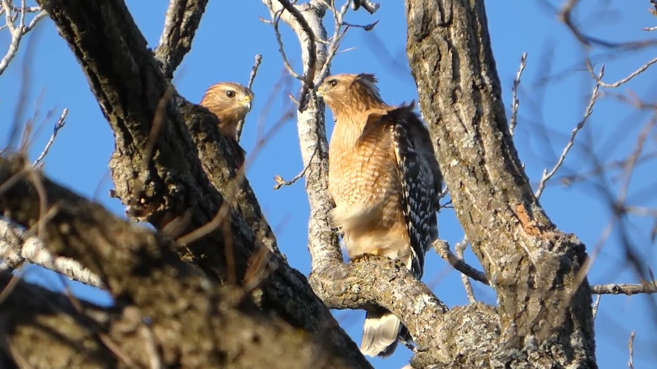 Red-shouldered hawks (Buteo lineatus) and afternoon bird sounds