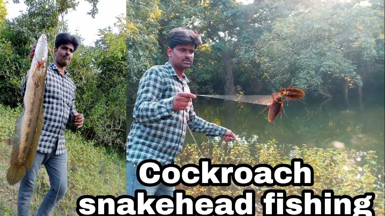 Cockroach Se Murrel Machli pakadne ka tarika snakehead fishing catch #mdkhaju