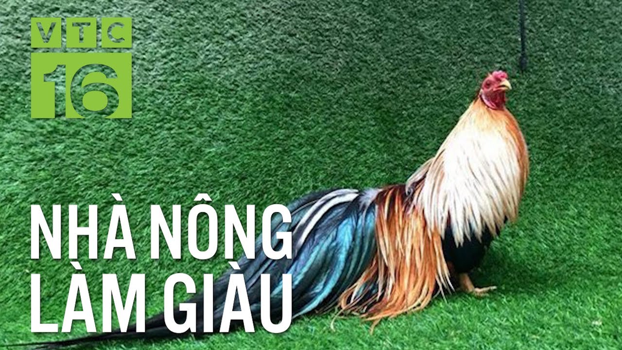 Tỷ phú gà Tân Châu và “chiêu độc” luyện gà tre | VTC16