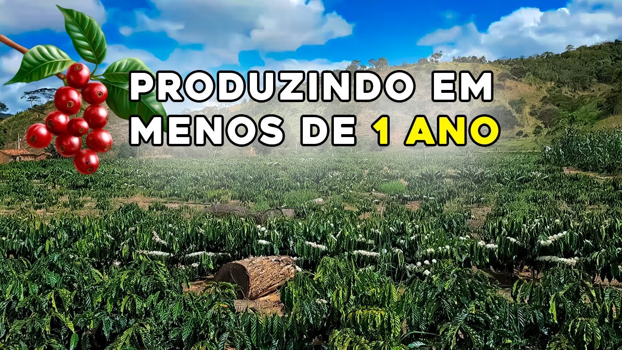 CAFÉ CLONE Produzindo em Menos de 1 Ano | Floração e Chumbinho no Pé