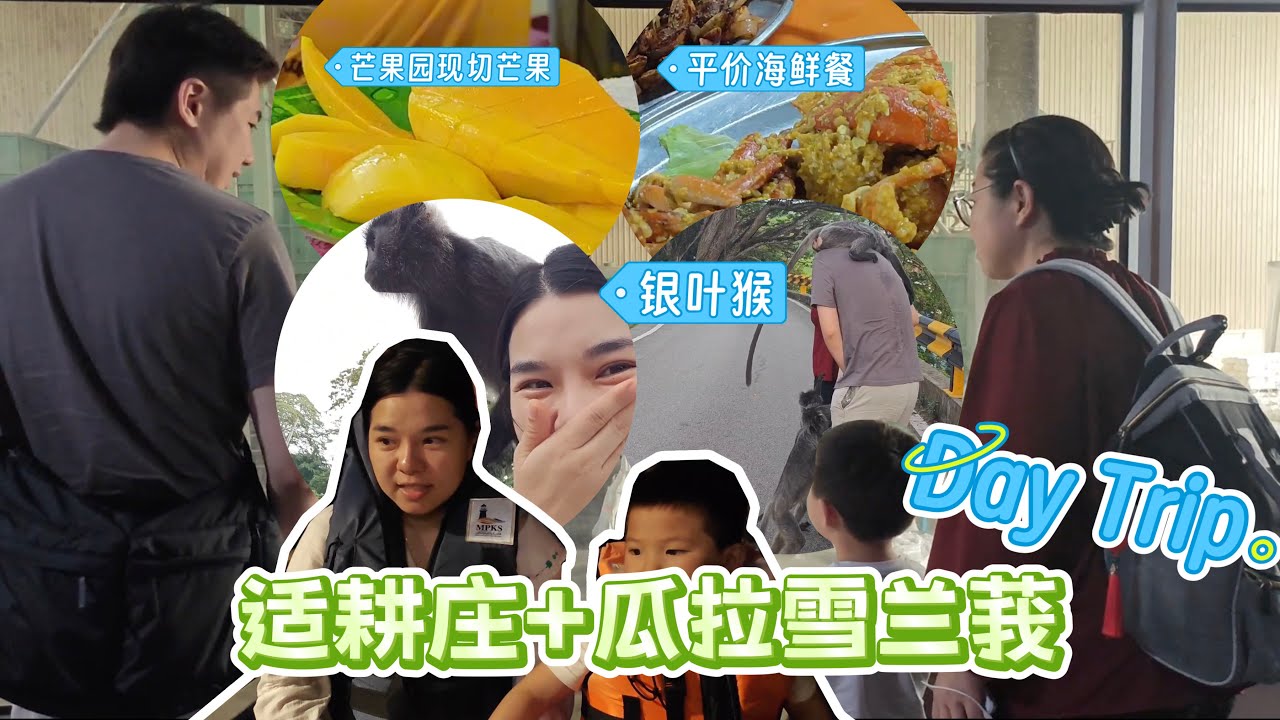 中马家庭吉隆坡周边一日游｜喂银叶猴 芒果农场吃现切芒果 平价海鲜餐 适耕庄稻田 瓜拉雪兰莪看萤火虫