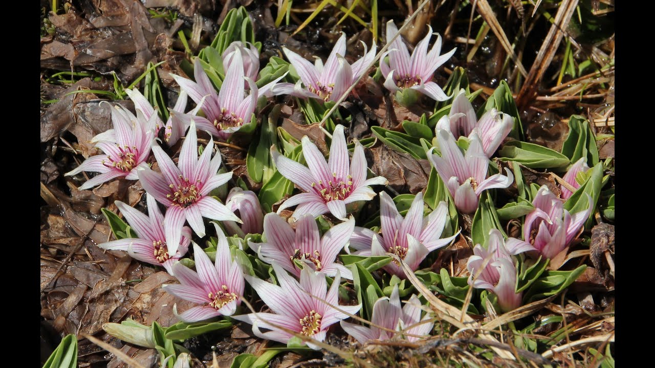 The Queen of the Victorian Alps 2024 - a visit to see Psychrophila introloba