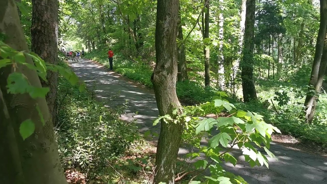 H&ouml;rster Waldlauf 2025 Start Halbmarathon