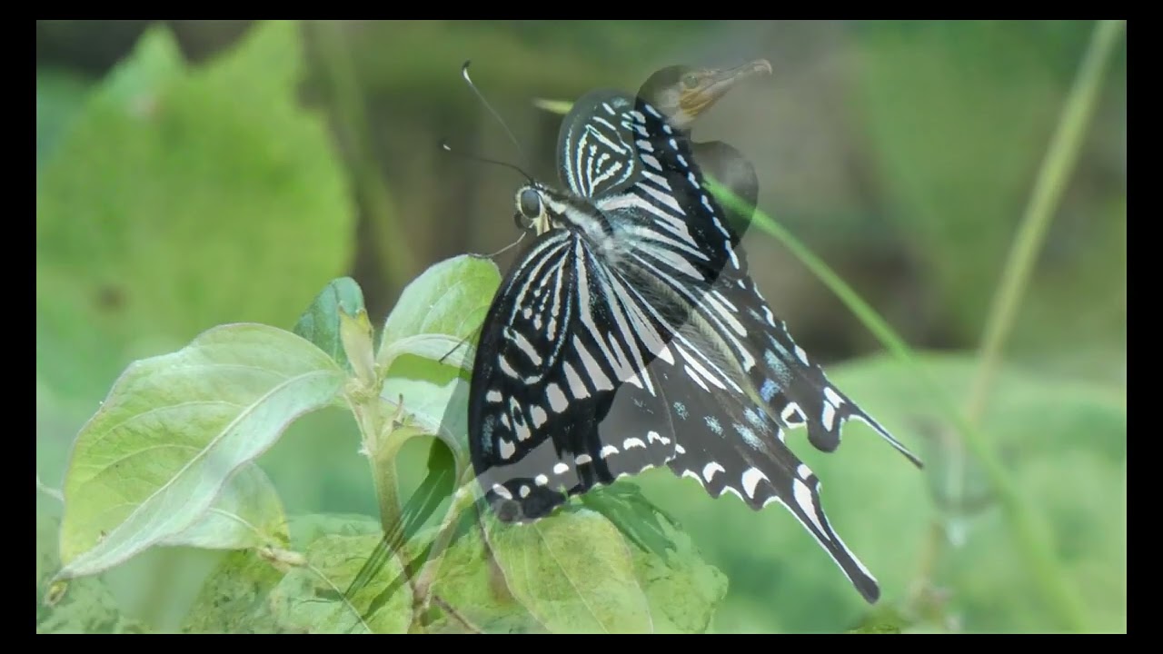 Life is all around is.  A nature walk, filming with Lumix FZ80