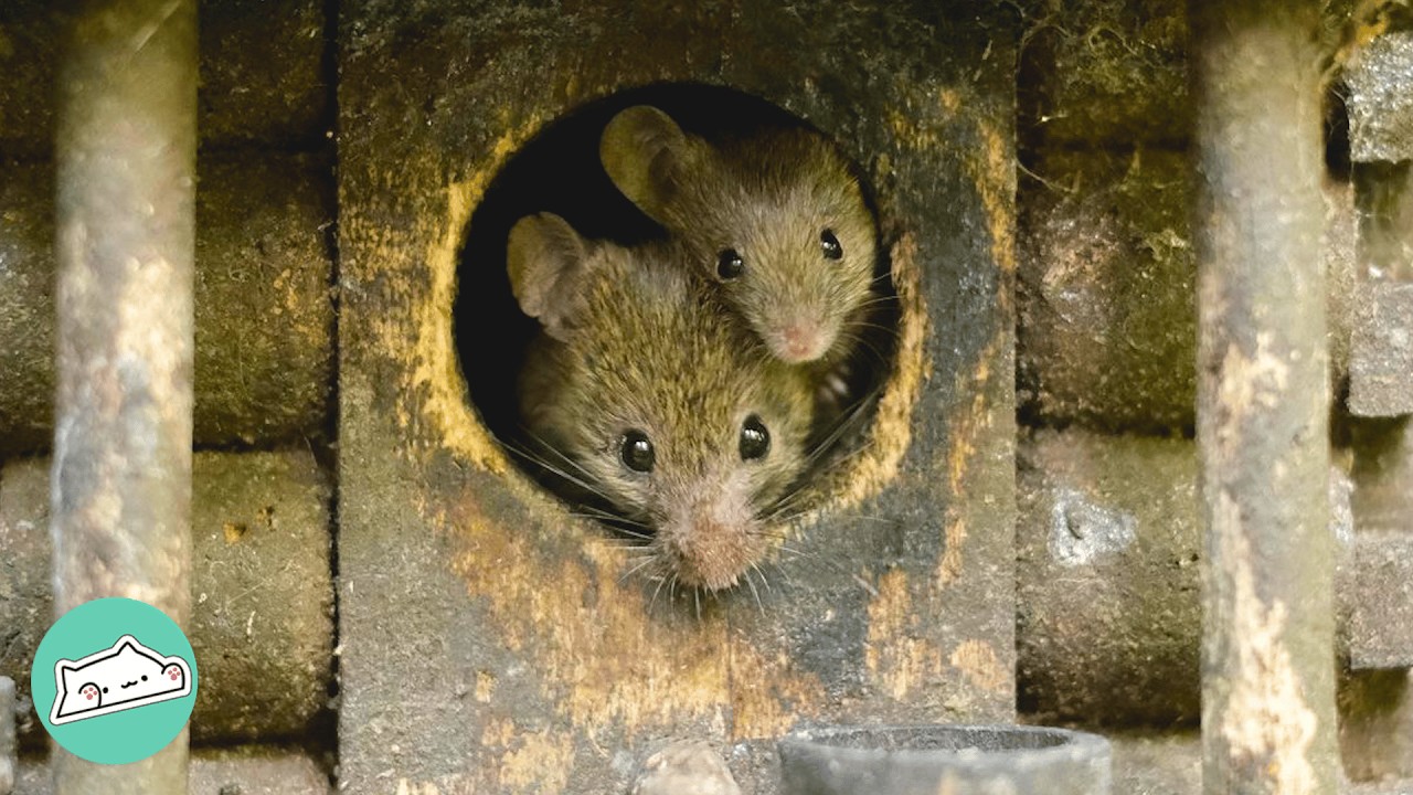 Man Builds A House For Tiny Garden Mice. They Bring Their Babies Over | Cuddle Buddies