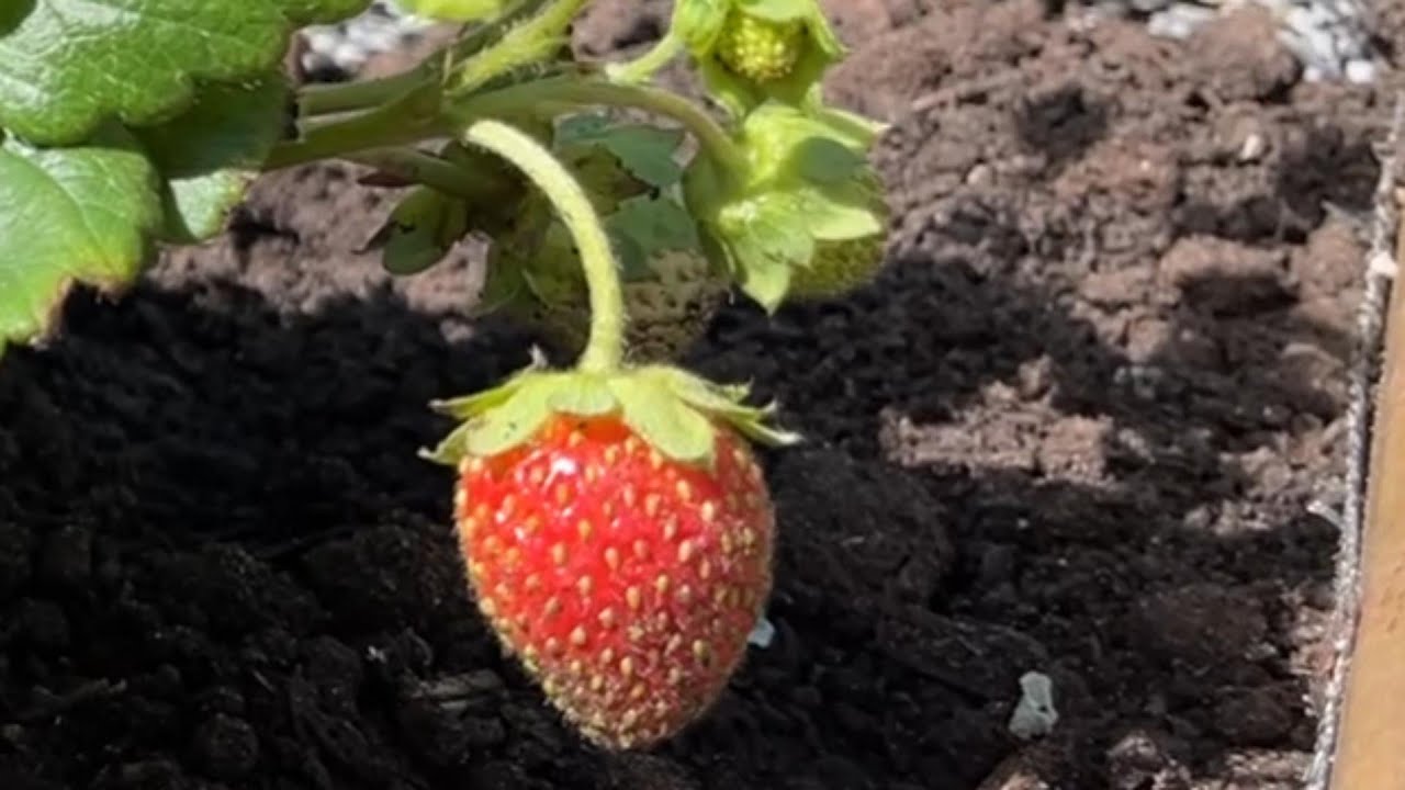 Growing strawberries in mid-summer. Soil, shade and irrigation science explained
