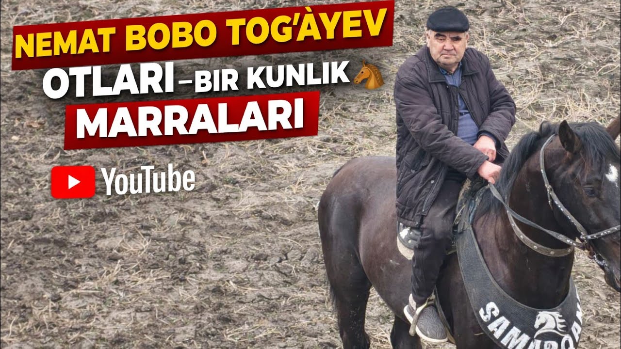 NEMAT BOBO TOGʻAYEV OTLARI BIR KUNLIK MARRALARI 16.02.2026-Y