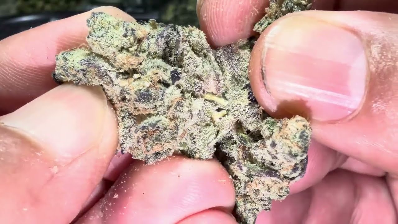 Canna Cured - GovernMint Oasis Prestige THCA Flower