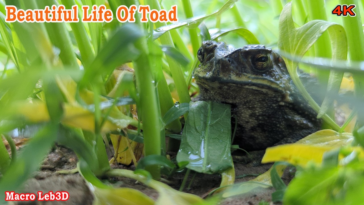 Beautiful Toad In Daily Life #insects #nature #macrolife #wildlife #life #cute #beautiful
