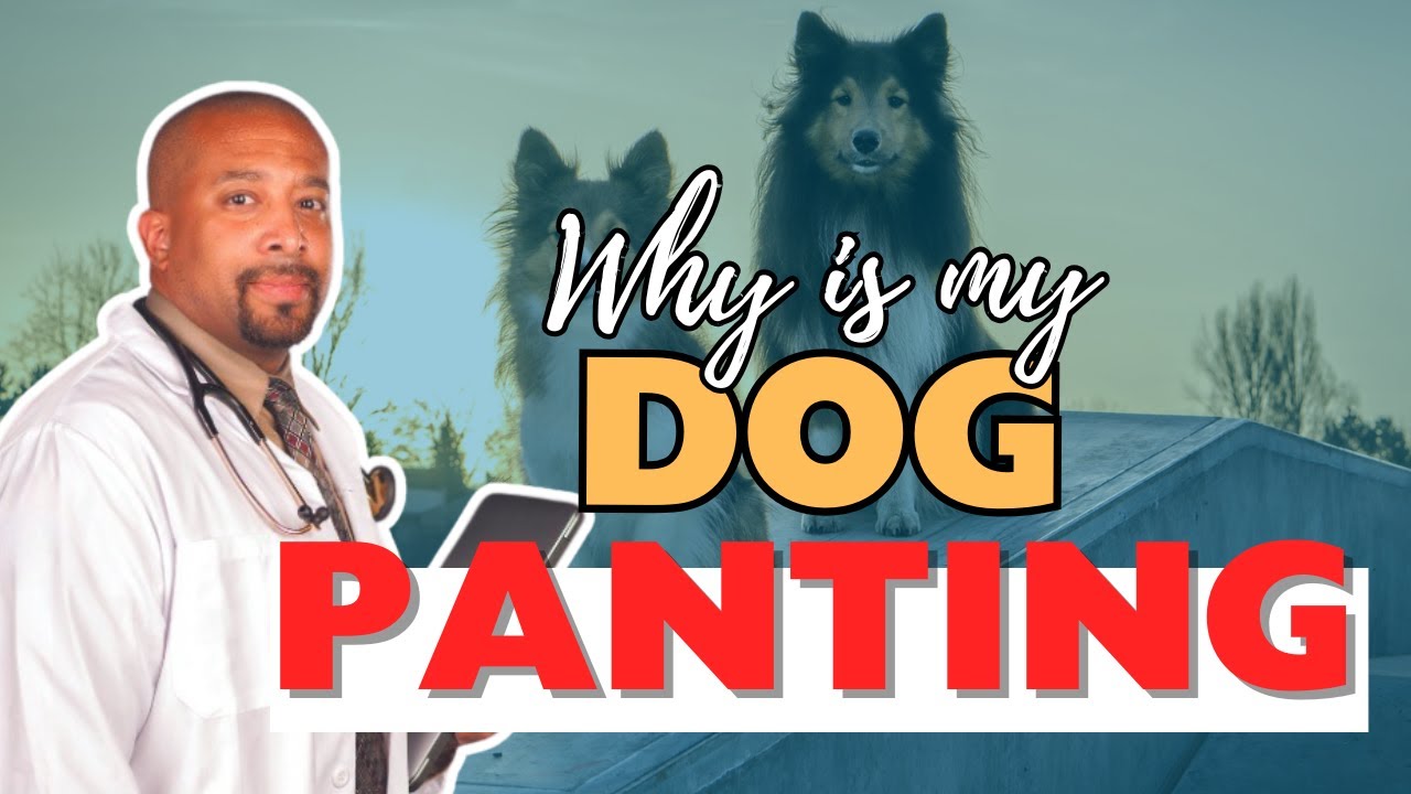 Why Is My Dog Panting? Vet Explains the Top Causes