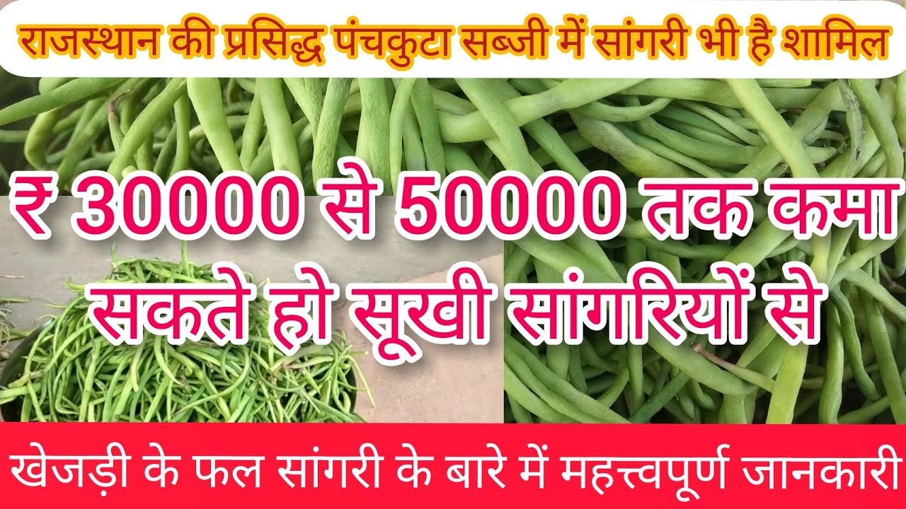 जानिये सांगरी के बारे में//राजस्थान का राज्य वृक्ष खेजड़ी का फल सांगरी//Sangari ki sabji🌳🌳