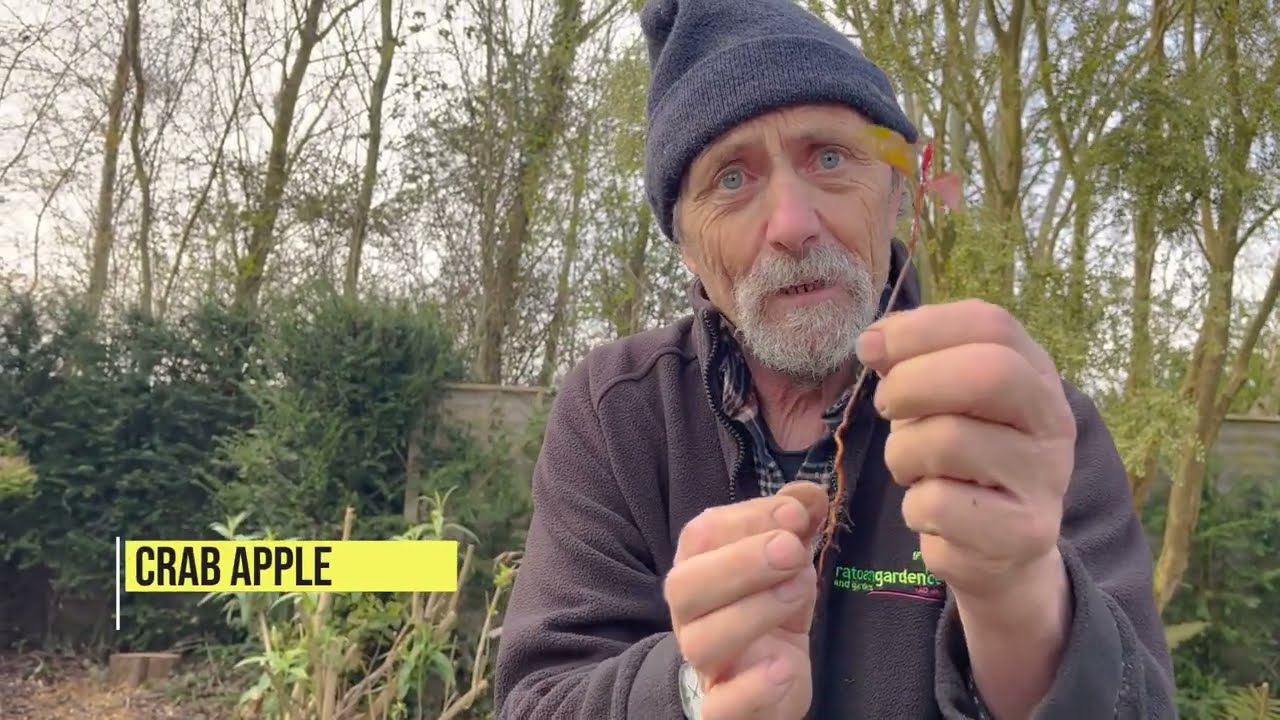 How to Split Kerria Japonica & Weeding in Spring