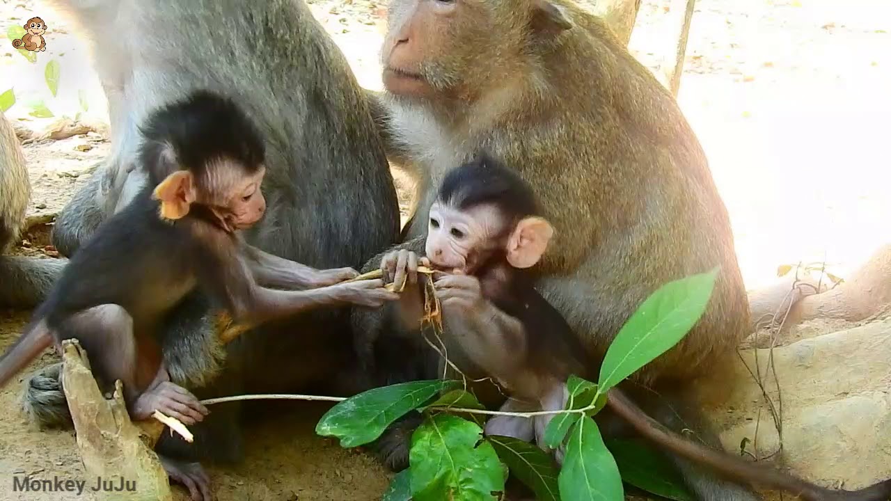 Both Baby Monkey Adorable