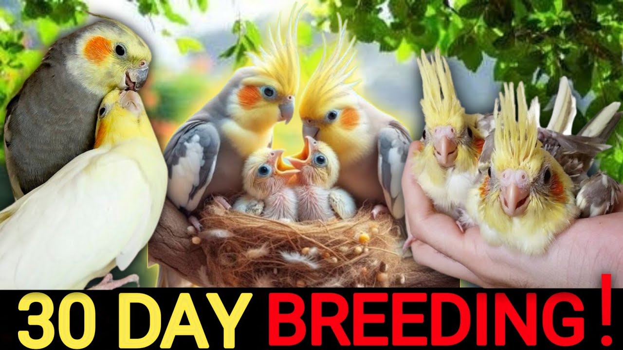 How to breed cockatiel in one month |cockatiel breeding tips in Tamil |V2BIRDS|#cockatiel #birds