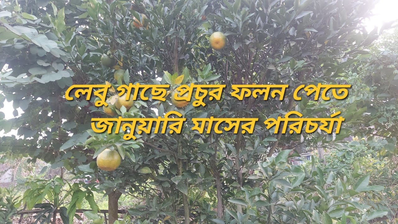 জানুয়ারি মাসে লেবু গাছের পরিচর্যা। প্রচুর ফুল আনার টিপস।