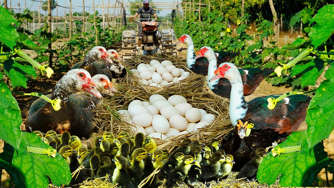Muscovy Duck Farm: A Day in the Life