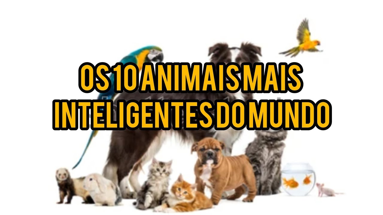 OS 10 ANIMAIS MAIS INTELIGENTES DO MUNDO!