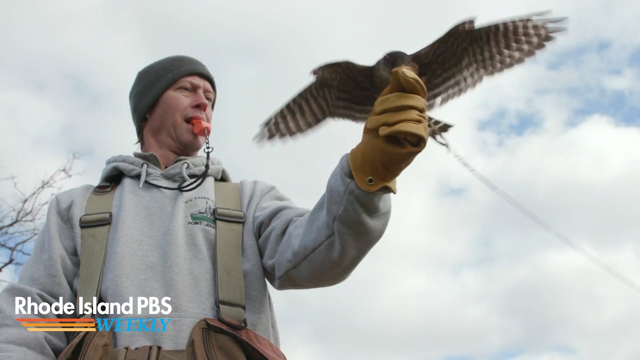 How New Englanders still practice the ancient sport of falconry | Rhode Island PBS Weekly