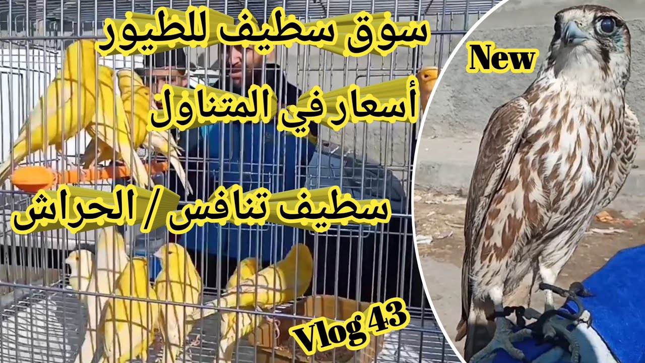 إنهيار أسعار الحسون 😥وبعض طيور الزينة بسوق سطيف للطيور  والغلاء الفاحش يسيطر ويحكم قبضته على الحراش