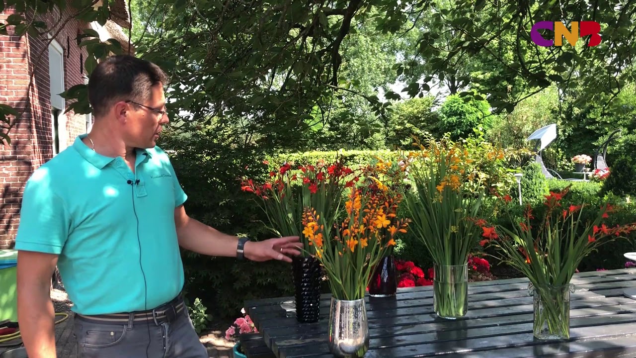 Aan tafel met... Crocosmia's van Kwekerij Davelaar