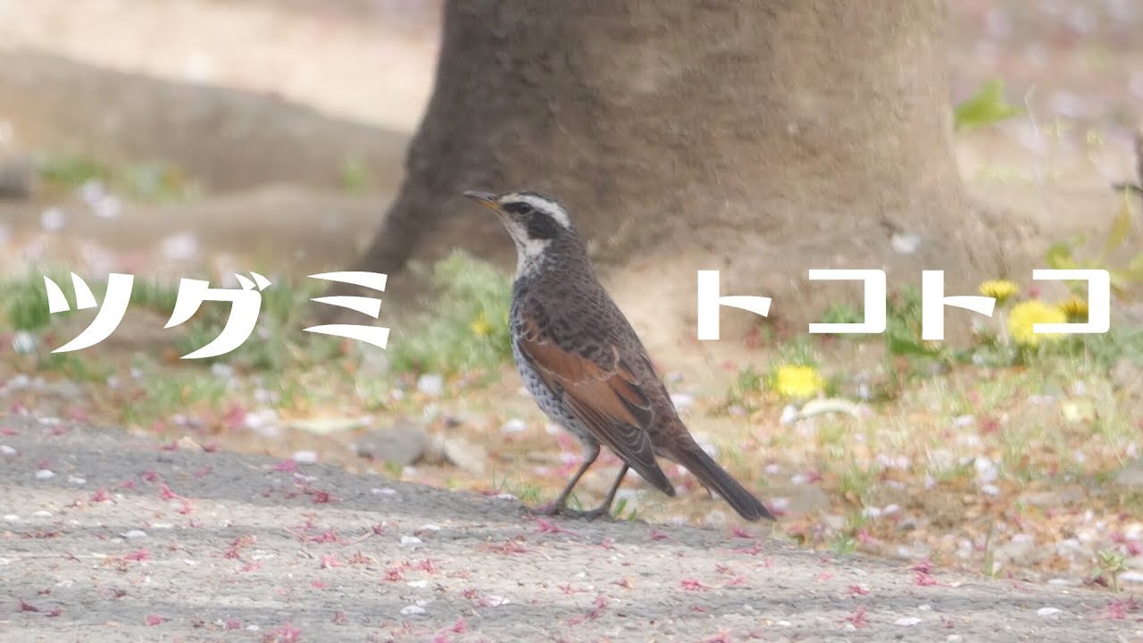 ツグミ｜ちょこちょこ歩く可愛い野鳥