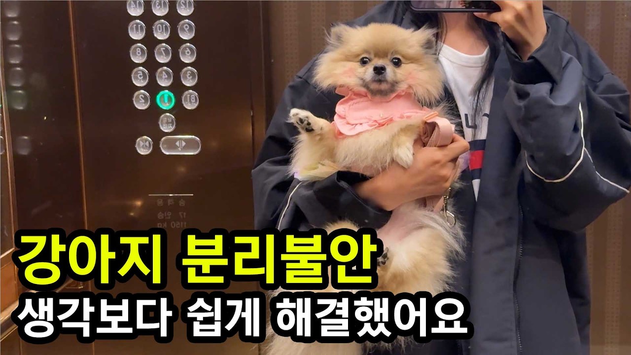 강아지 분리불안 저는 이렇게 해결했어요