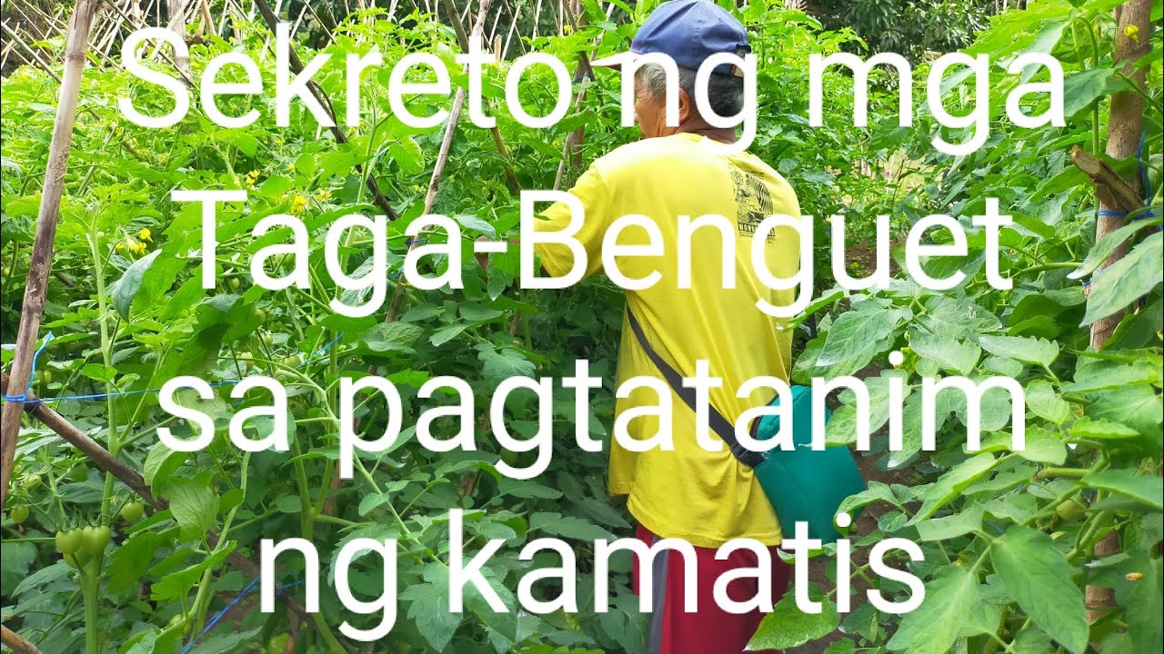 sekretong malupet ng mga Taga-Benguet sa pagtatanim ng kamatis