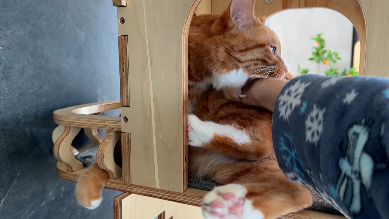 Давайте почистим кошачьи зубы!