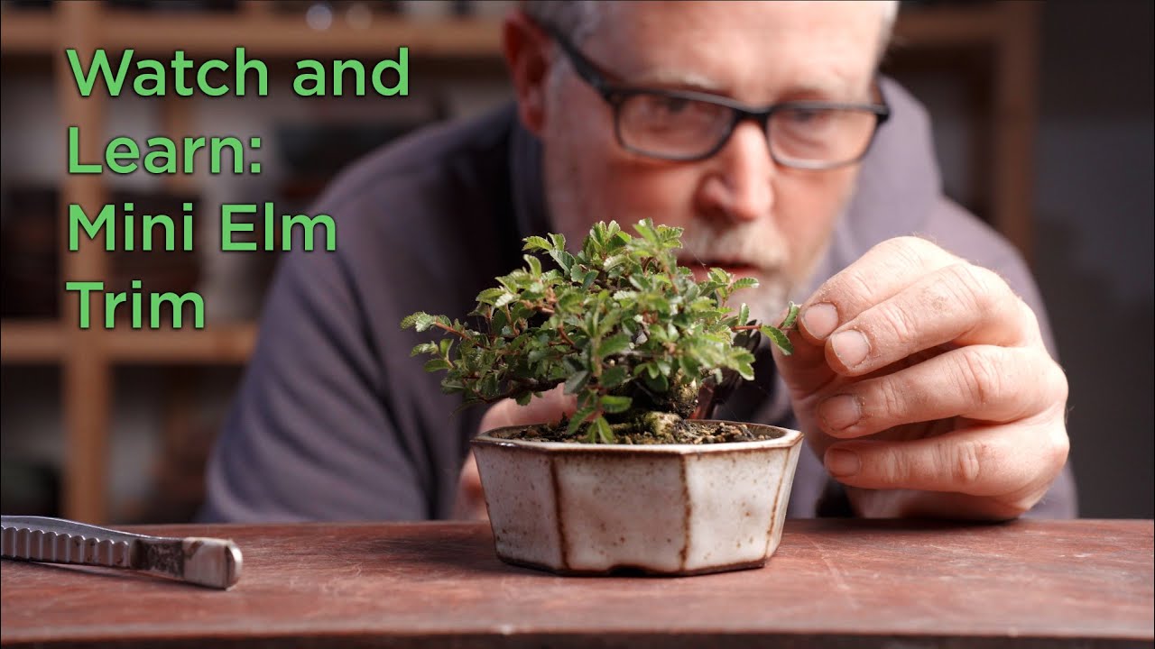Bonsaify | Watch and Learn: Mini Elm Trim