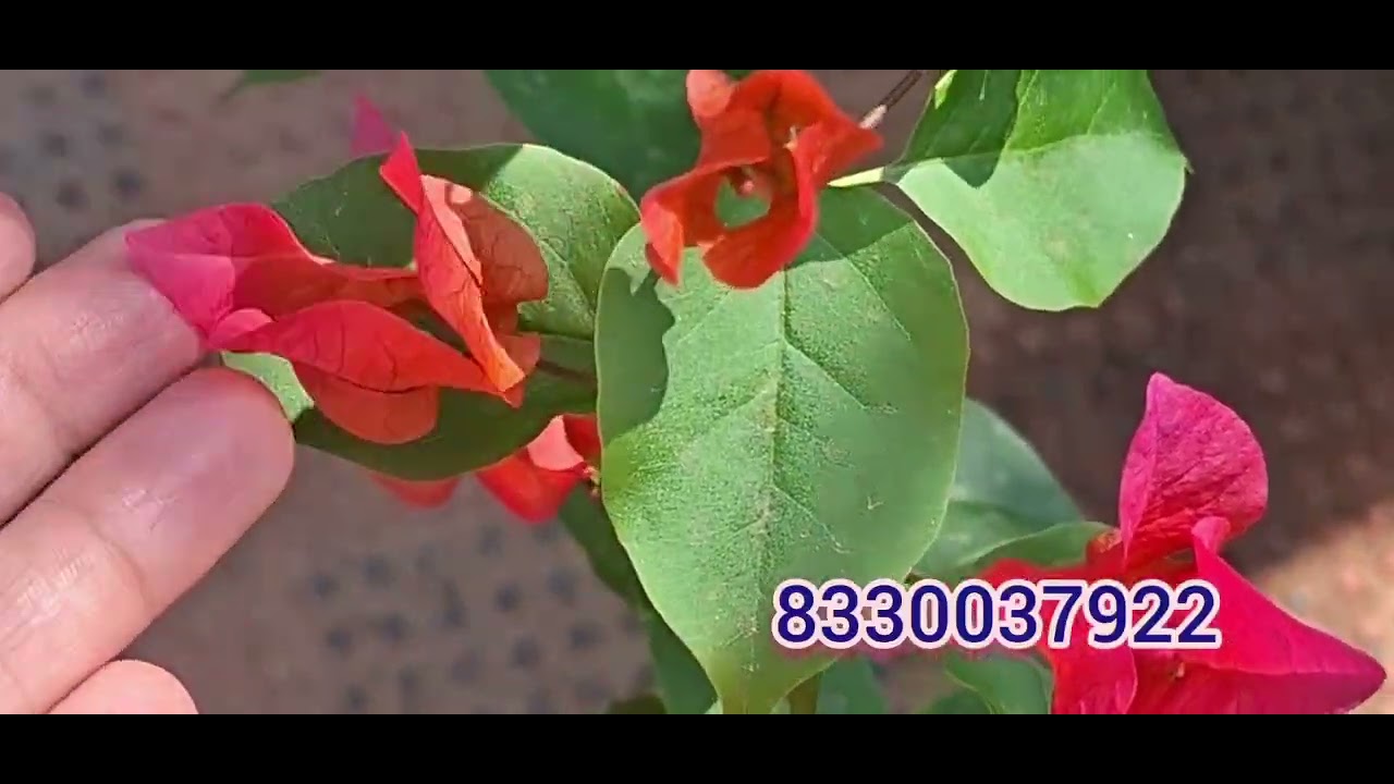 SVS GARDEN'S Bonganvilla varieties for affordable price 