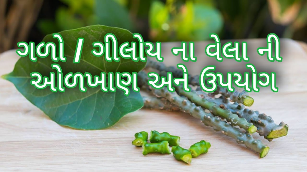 #ગળો_ગીલોય_ઓળખ_કેમ_કરવી?#ગળો_ઉપયોગ_વાવેતર. #કોરોના_ઉકાળો. #ગળોનો_પશુઓ_માટે_ઉપયોગ.#गिलोय #गिलोयघनवटी