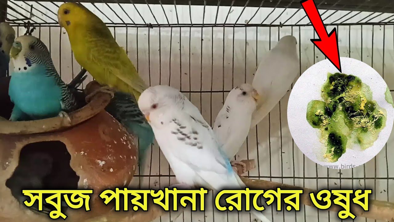বাজরিগার পাখির সবুজ পায়খানা রোগের চিকিৎসা বাজরিগার পাখি পালন পদ্ধতি Bird loose motion treatment