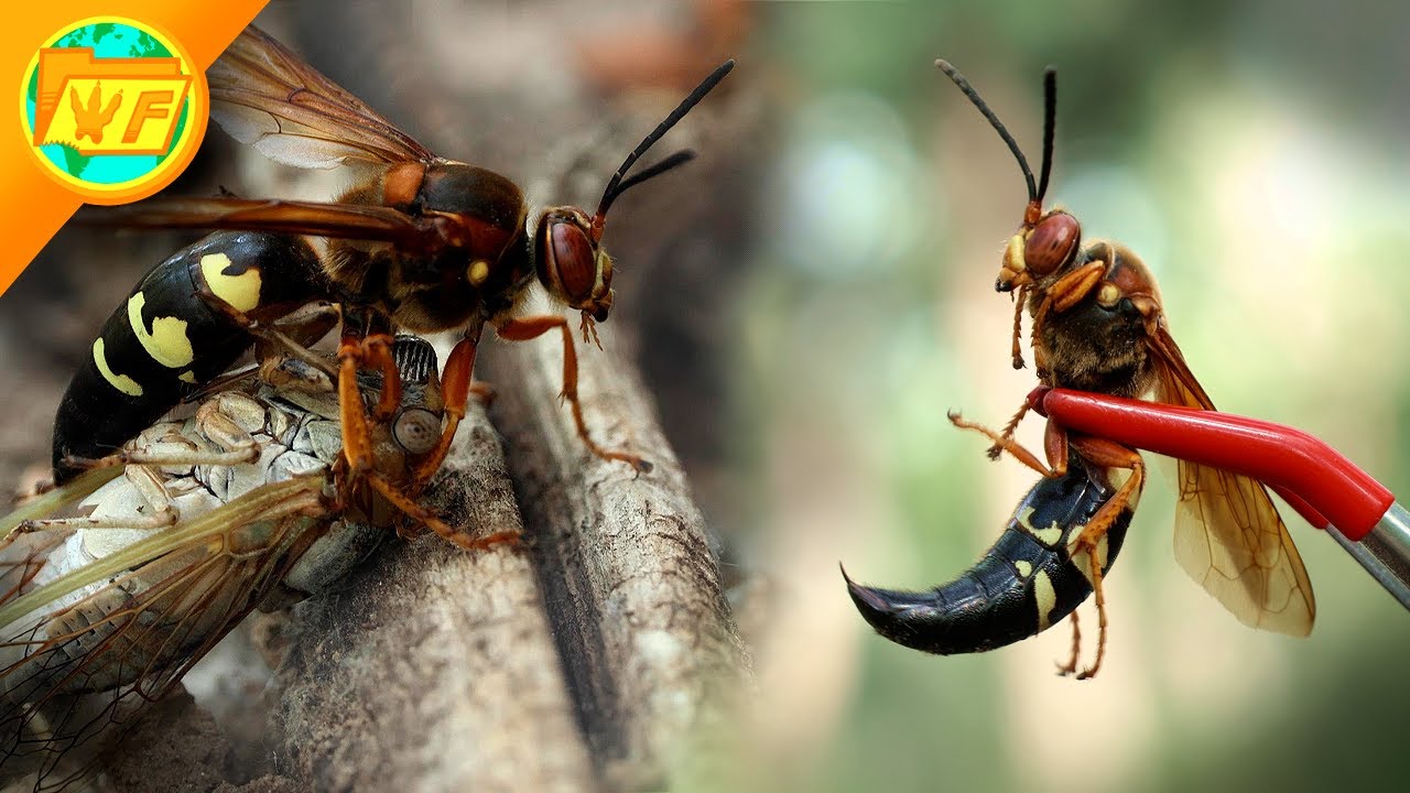 The BIGGEST WASP in America: The CICADA KILLER