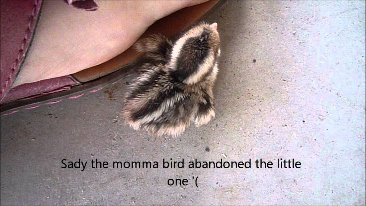 Little Baby Quail bird
