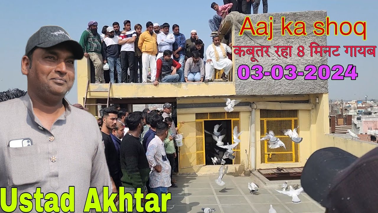 Ustad Akhtar ka shoq 151 kabootar hue gayab 03-03-2024 उस्ताद अख्तर के कबूतर का जवाब नहीं कबूतर गायब