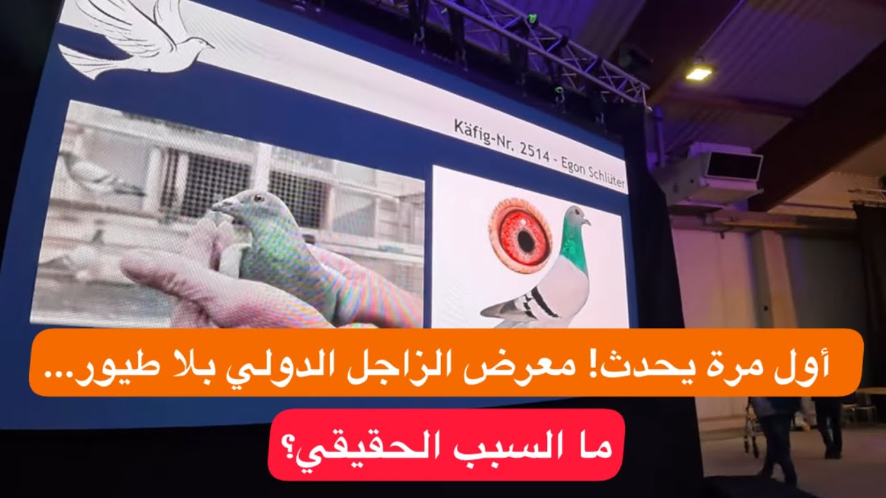 صدمة للجميع! غياب تام لطيور الزاجل في المعرض الدولي كاسل بسبب أنفلونزا الطيور 2025