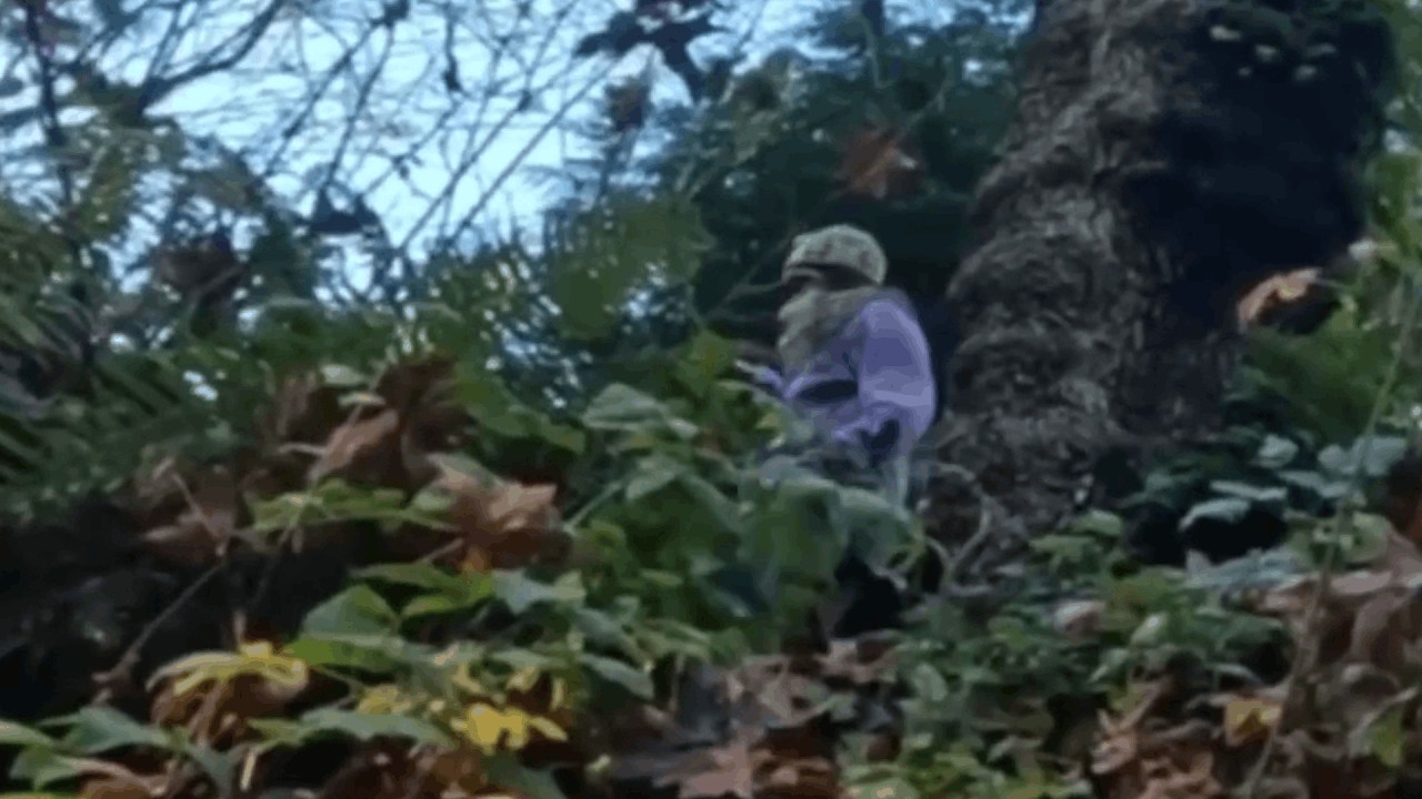 Was die Kamera im „verfluchten Wald“ aufnahm