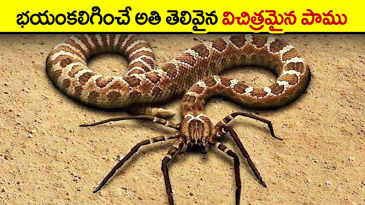🔵 మూడు కళ్లతో పుట్టిన పాము | unique animals in telugu | rarest animals in the world | weird animals