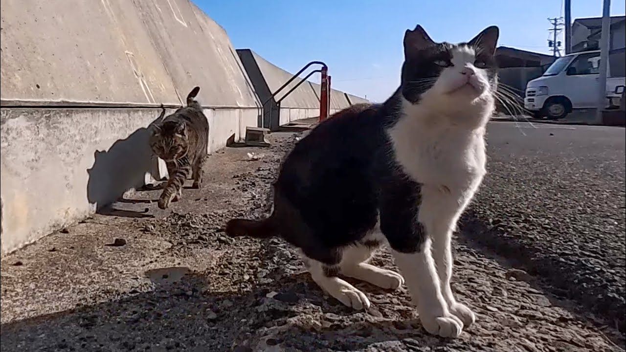 猫島の猫たちが神対応！寝ていても人が来るとすぐに起きて挨拶してくれる姿に感動…