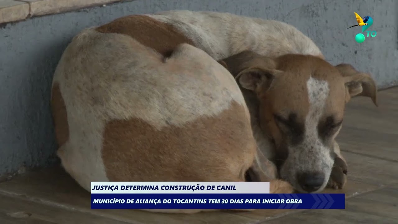 Justiça determina construção de canil