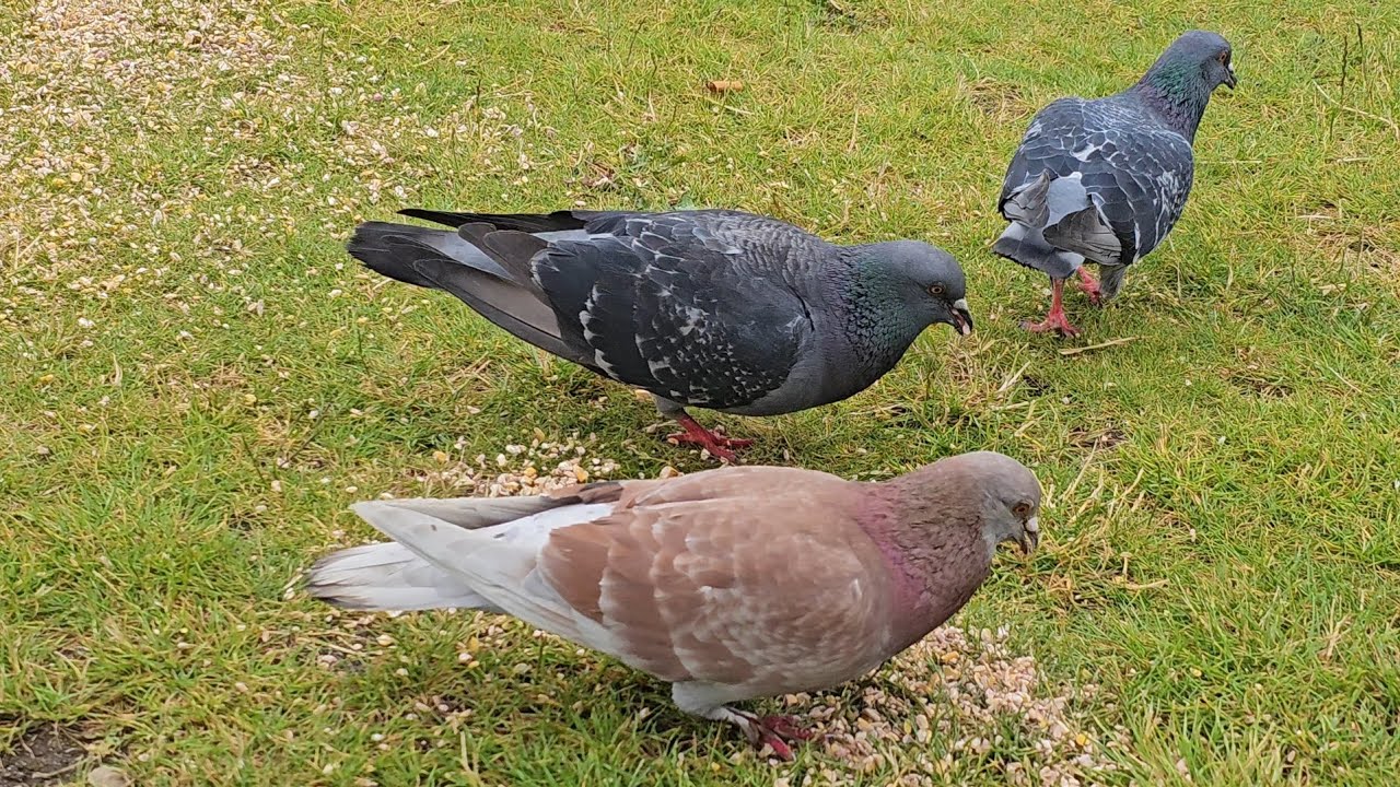 Feeding Pigeons in Edinburgh City Centre, Scotland 🤍🕊️