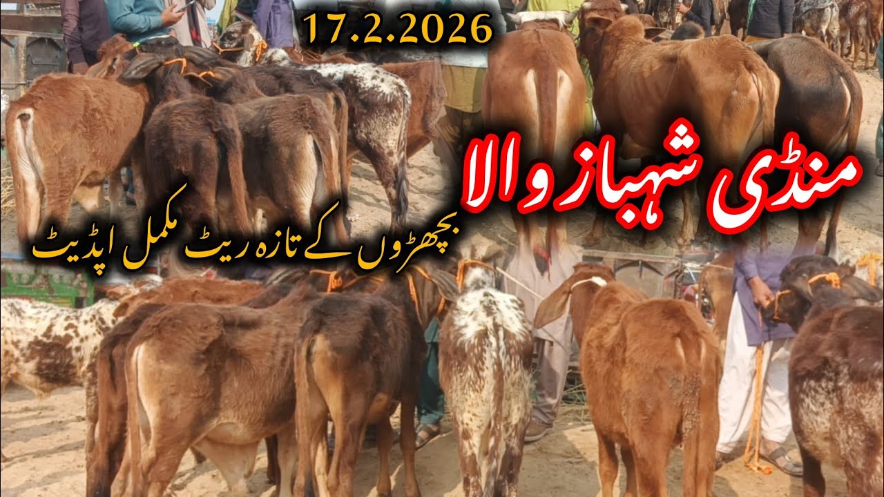 Mandi Shahbaz Wala Bachre Rate Update 2026 | Qavi Baba Bahawalnagar Mandi