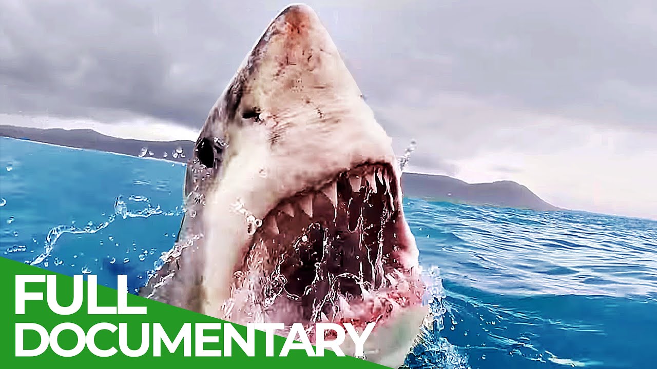 Animal Special Forces | Episode 1: Elite Corps | Free Documentary Nature