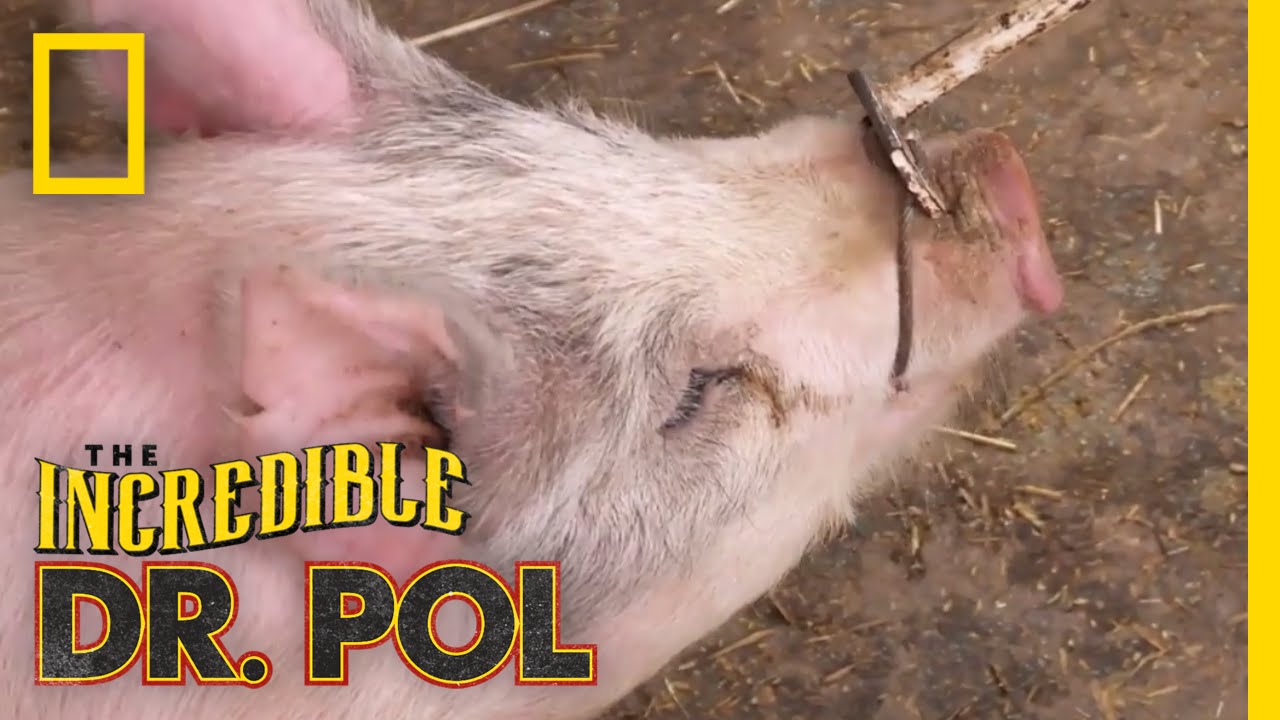 That’ll Do, Big Pig, That’ll Do | The Incredible Dr. Pol