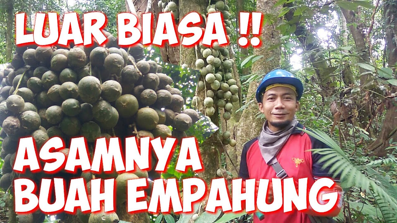 PANEN BUAH HUTAN, ASAM EMPAHUNG, SEGAR, DARI HUTAN ALAM KALIMANTAN
