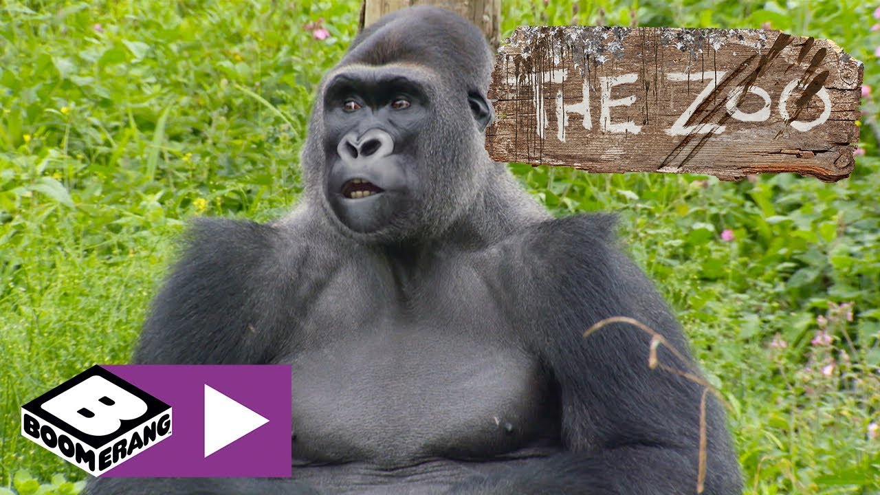 Dyrehagen | Gorillas sin tur nå? | Boomerang Norge