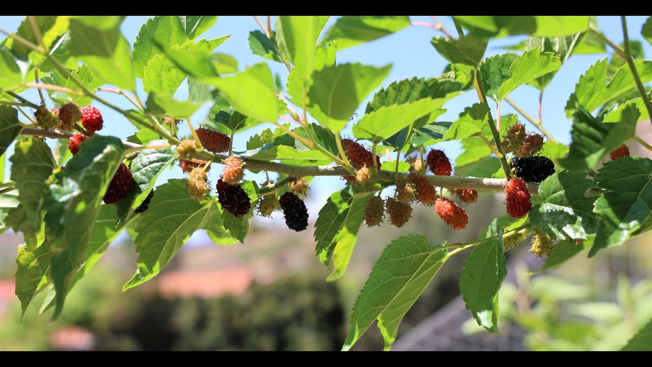 Dwarf Everbearing Mulberry Tree & Fruit Taste Test  - May 2021 (San Diego, CA)