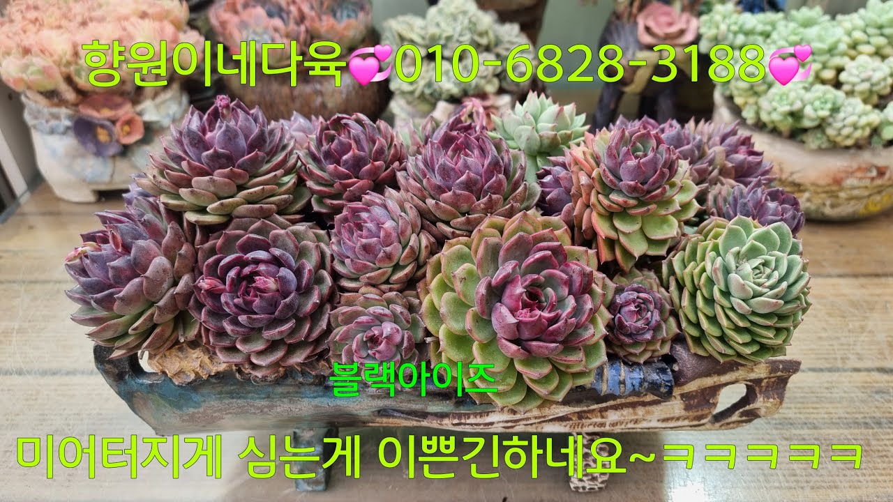 (26.1.28.수)1월 한달은 식물 주문 못받아요~😁😆
