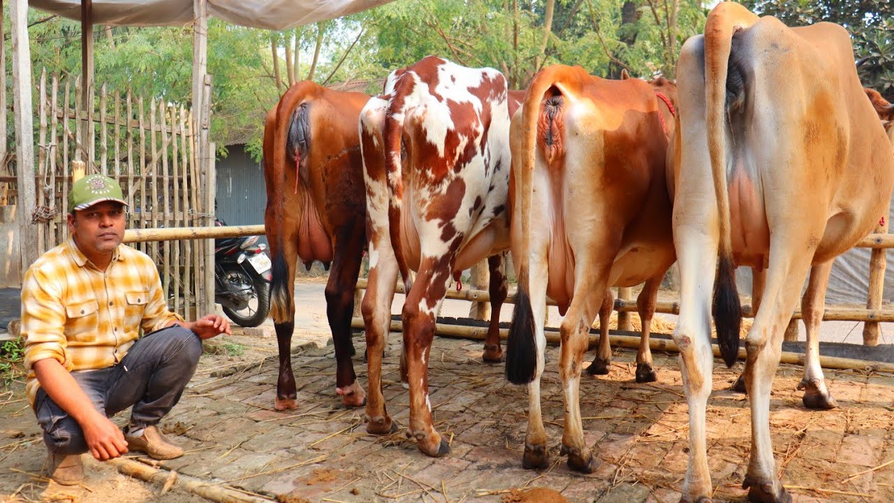 বাঘাবাড়ী মিল্ক ১০০% জার্সি ও ইংল্যান্ডের রেড ফ্রিজিয়ান নিয়ে সকল খামারি চ্যালেঞ্জ! আজ পানির দামে গাভী