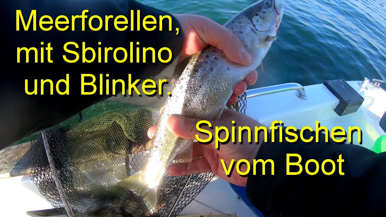 Meerforellen mit Sbirolino und Blinker. Spinnfischen vom Boot.